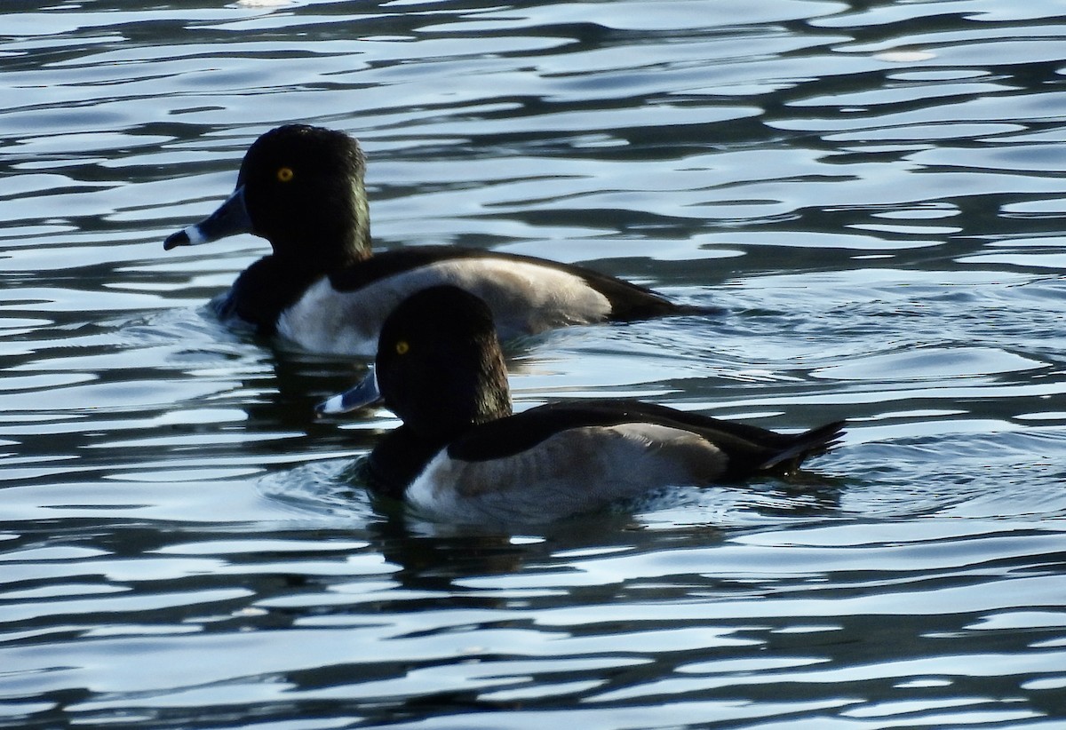 環頸潛鴨 - ML646220986