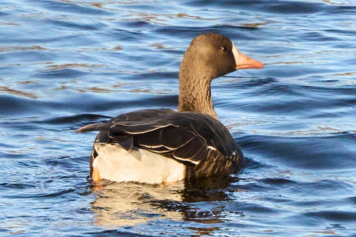 Greater White-fronted Goose - ML646220987