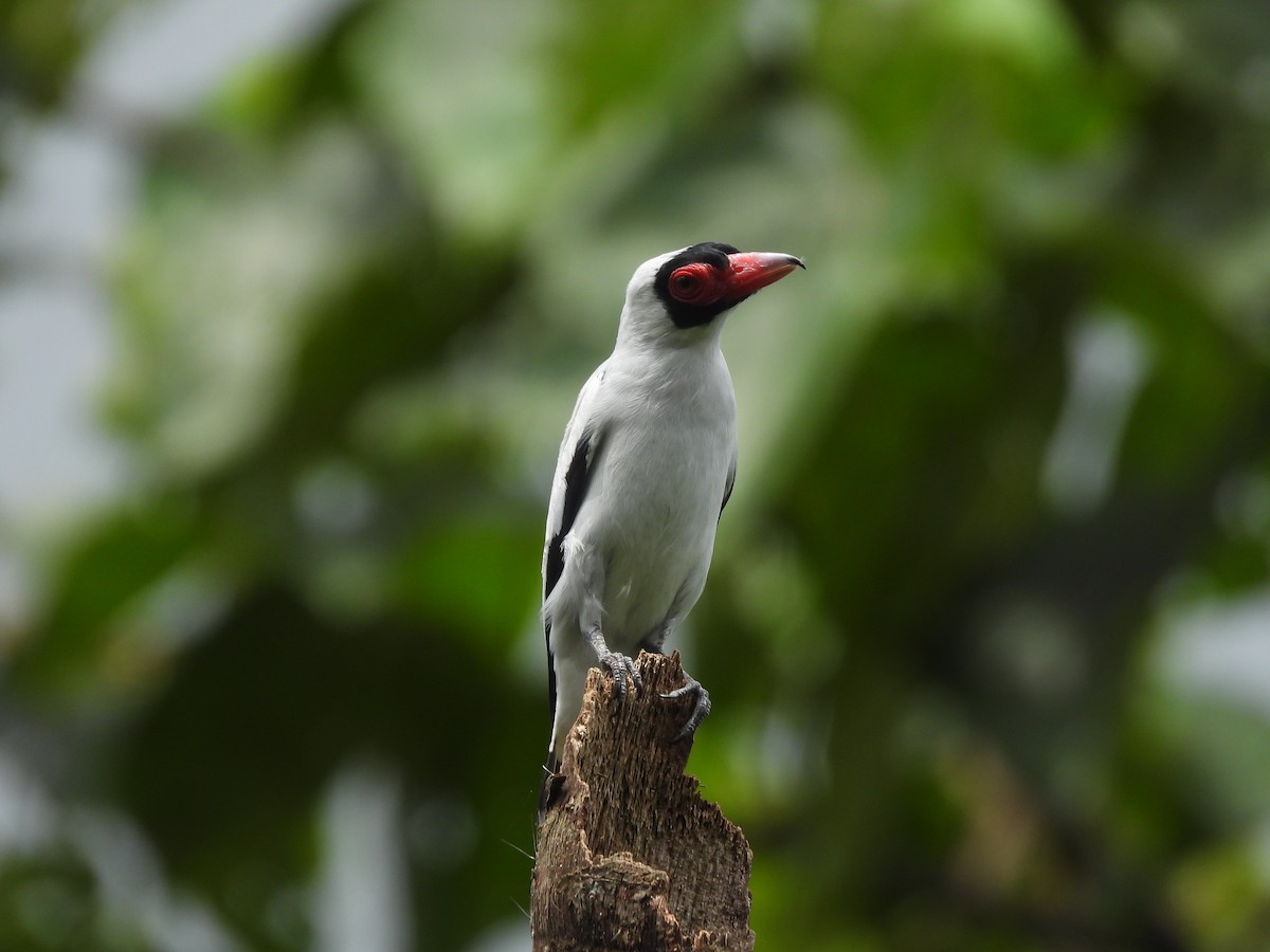 サカツラハグロドリ - ML646220990