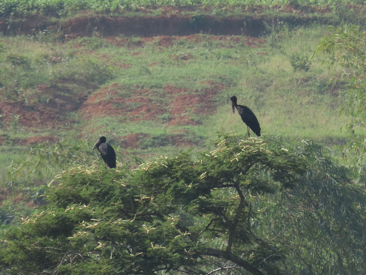 Bec-ouvert africain - ML646220993