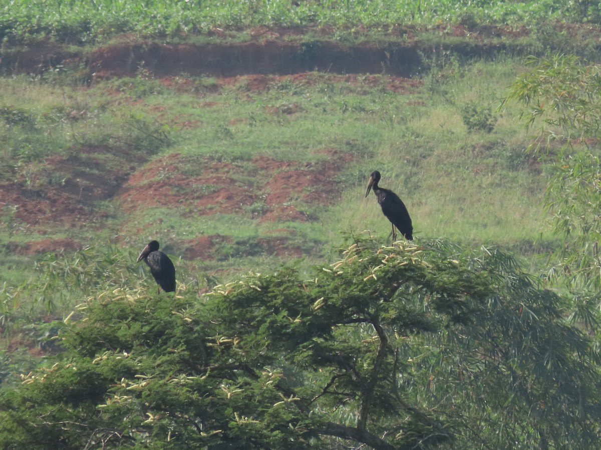 Bec-ouvert africain - ML646220994