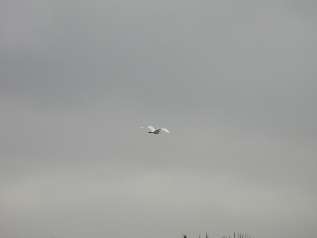 Medium Egret - ML646220996