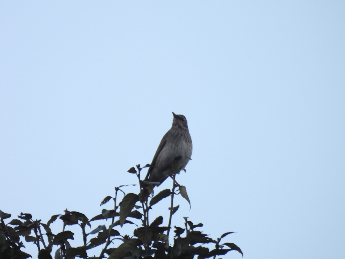 Black-throated Thrush - ML646220997