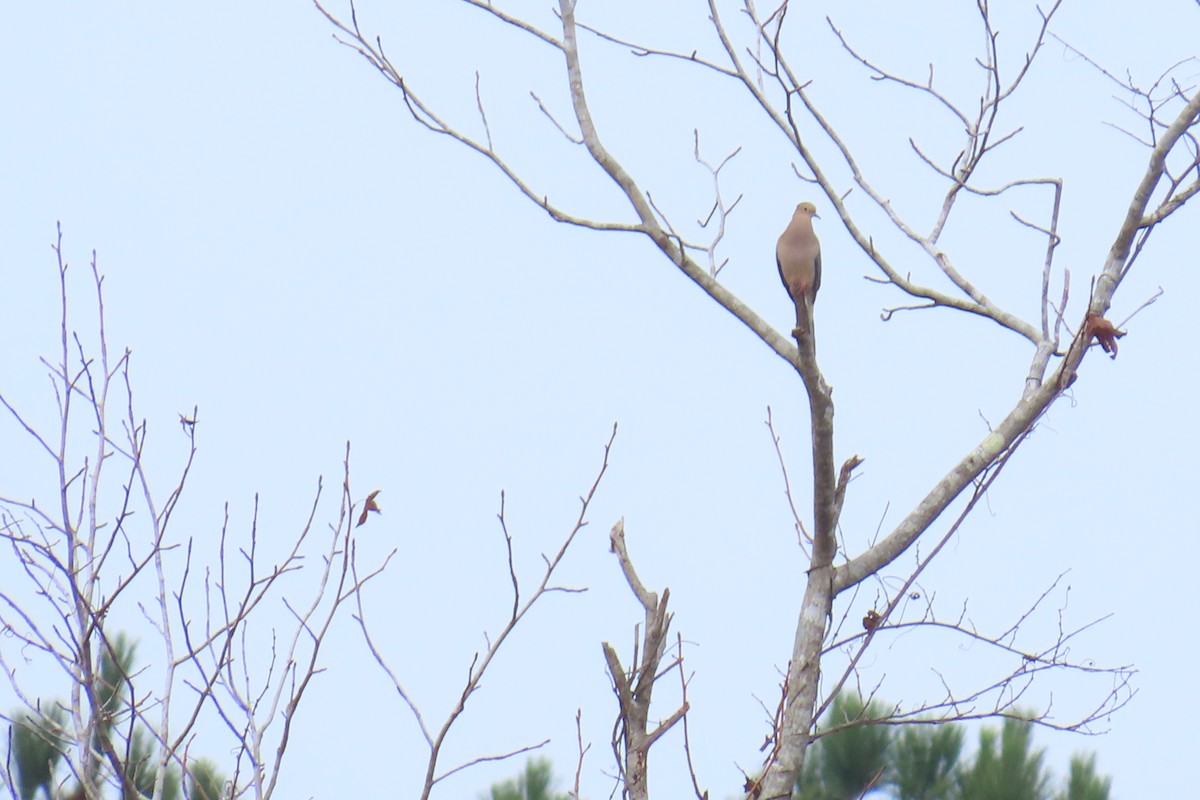 Mourning Dove - ML646220999