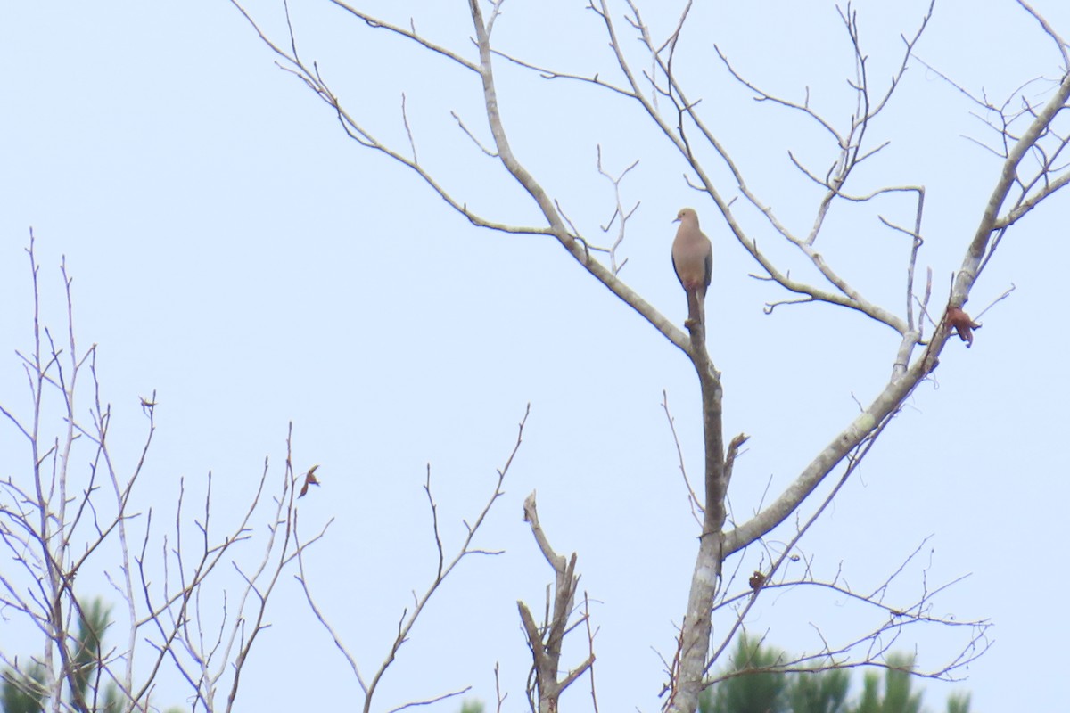 Mourning Dove - ML646221000