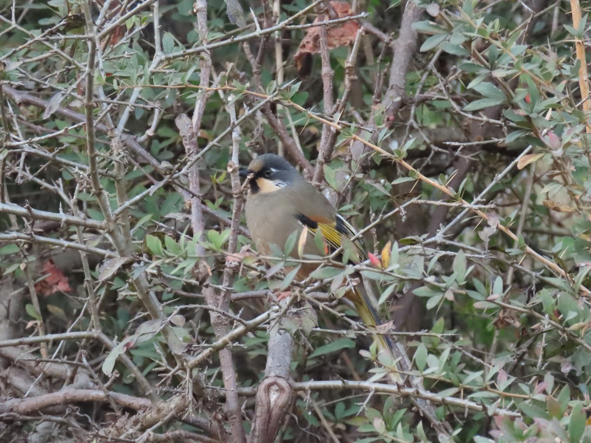 Variegated Laughingthrush - ML646221009