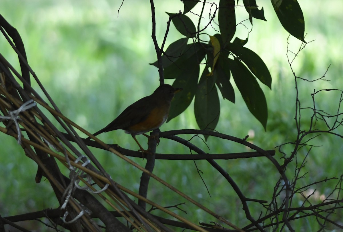 Дрізд золотистий - ML646221011