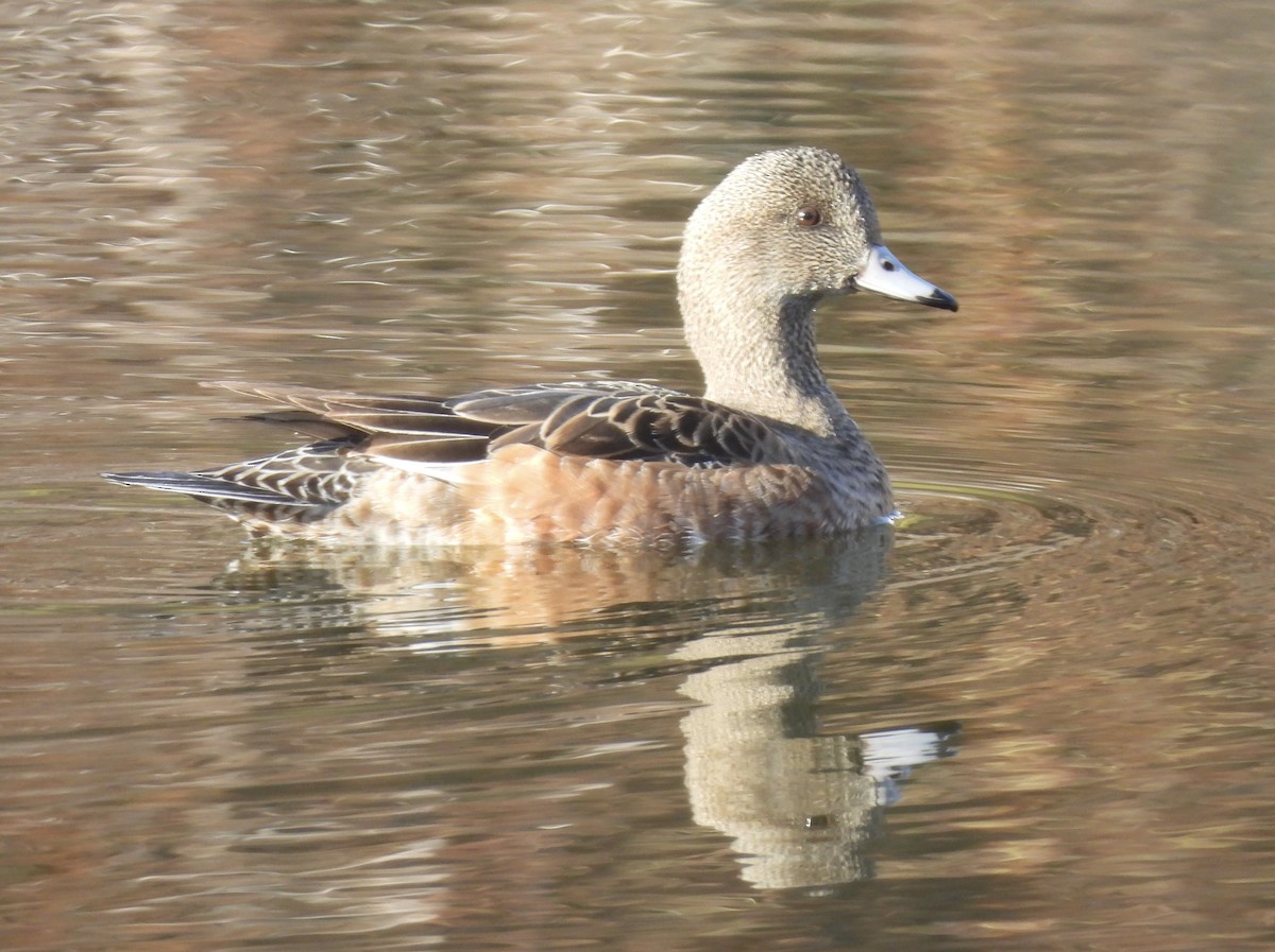 葡萄胸鴨 - ML646221018
