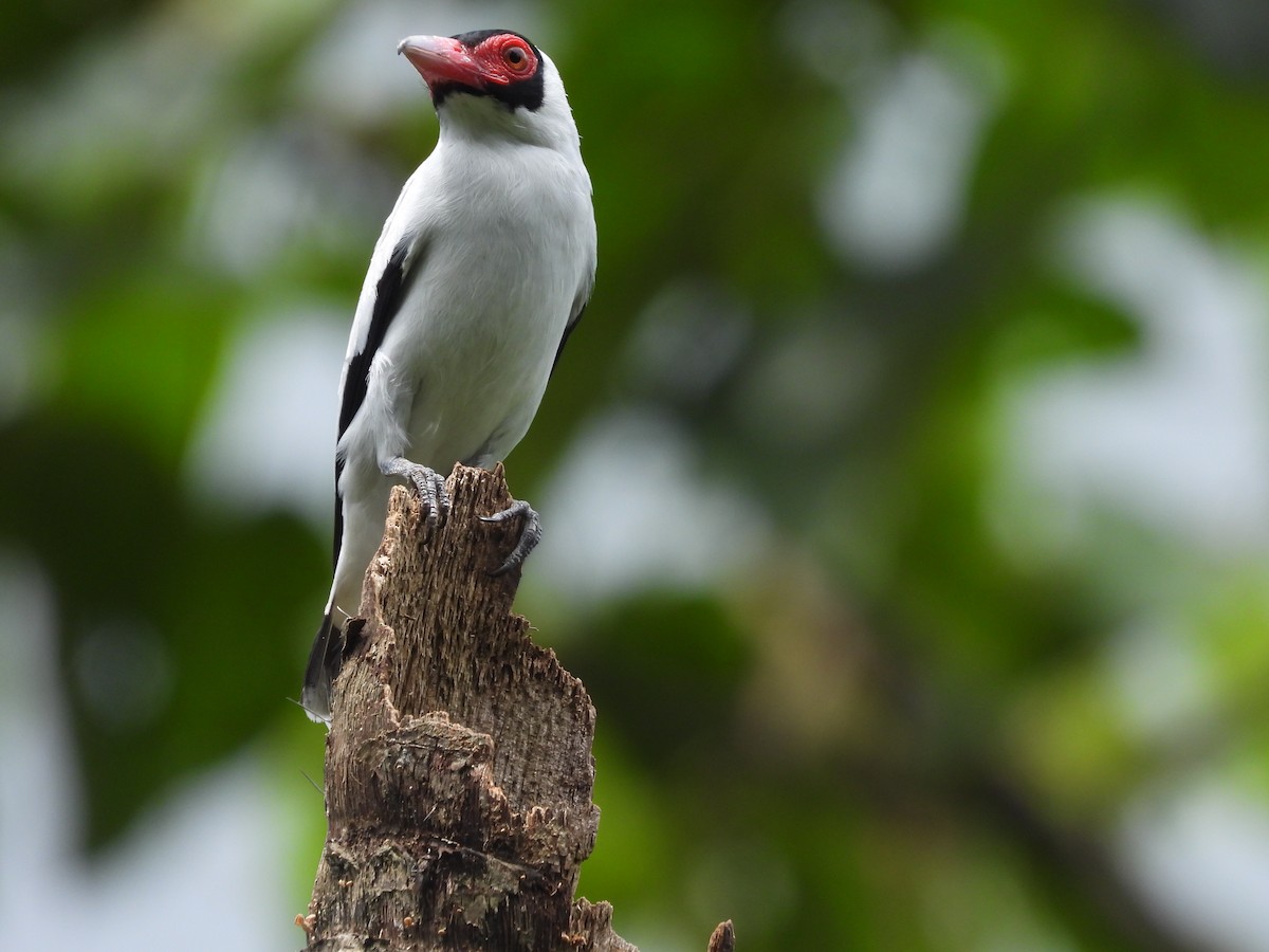 サカツラハグロドリ - ML646221019