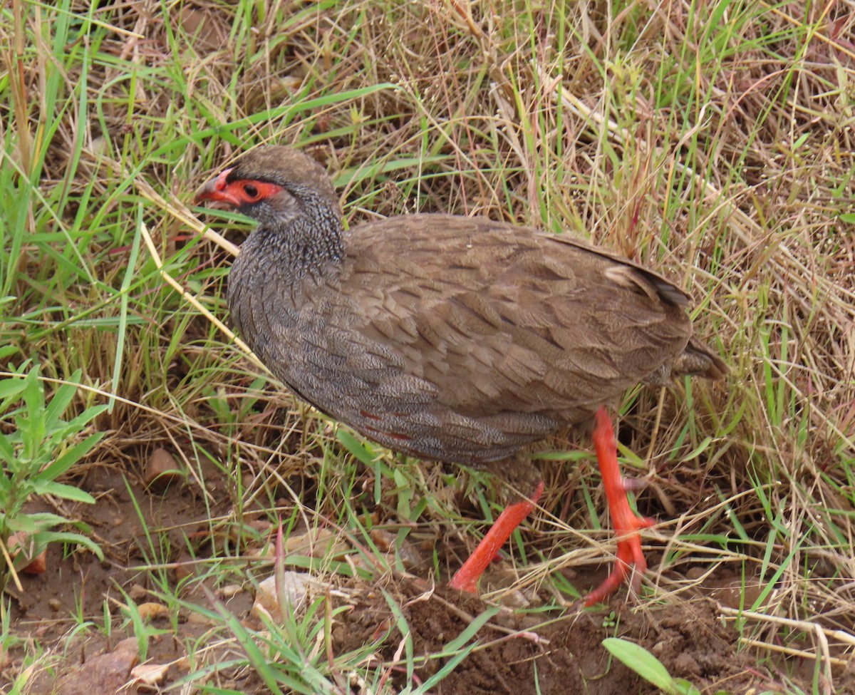 Red-necked Spurfowl - ML646221032