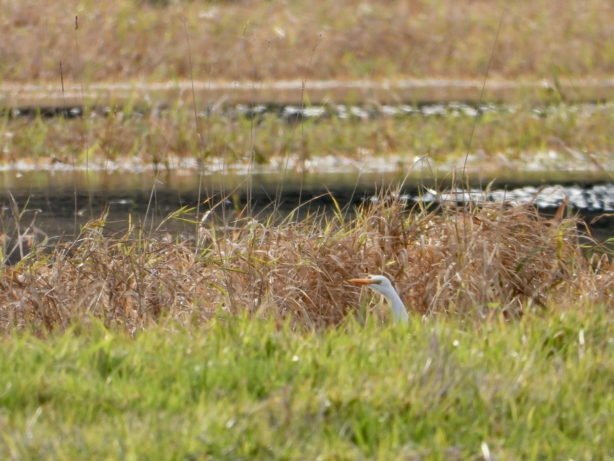 Koartza zuria - ML646221034