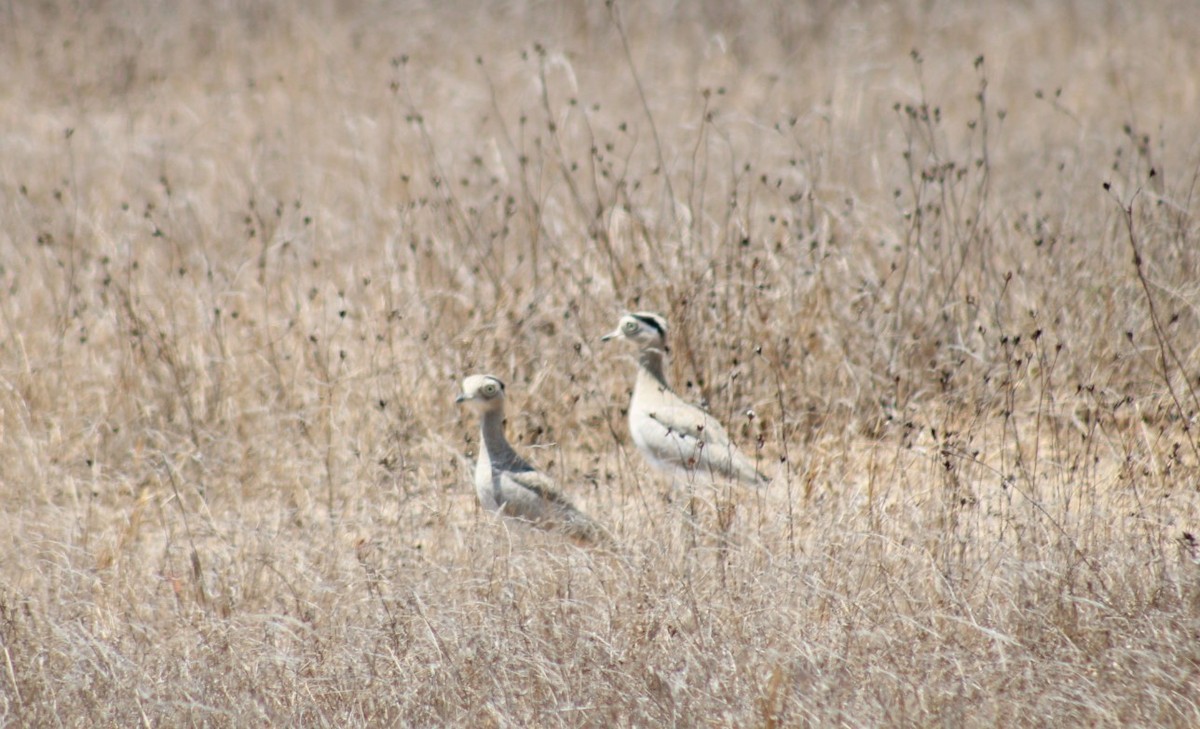 Peruvian Thick-knee - ML646221038