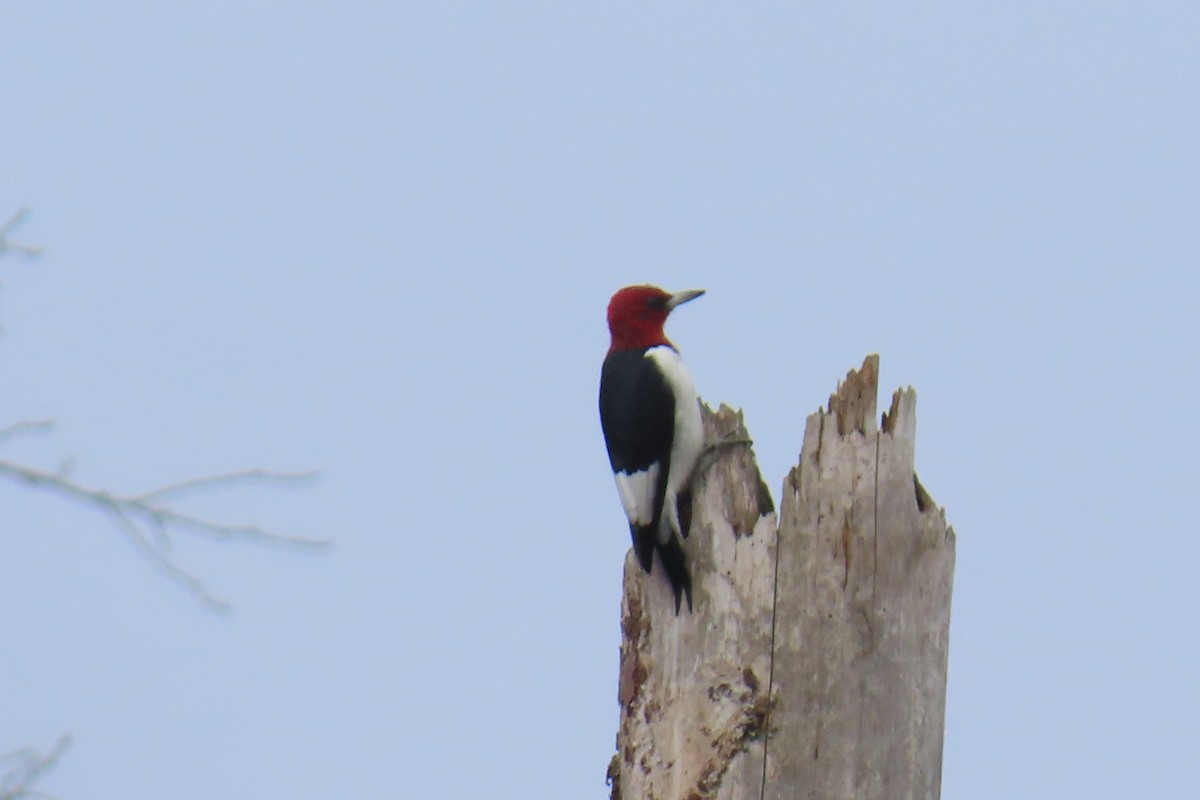 Red-headed Woodpecker - ML646221039