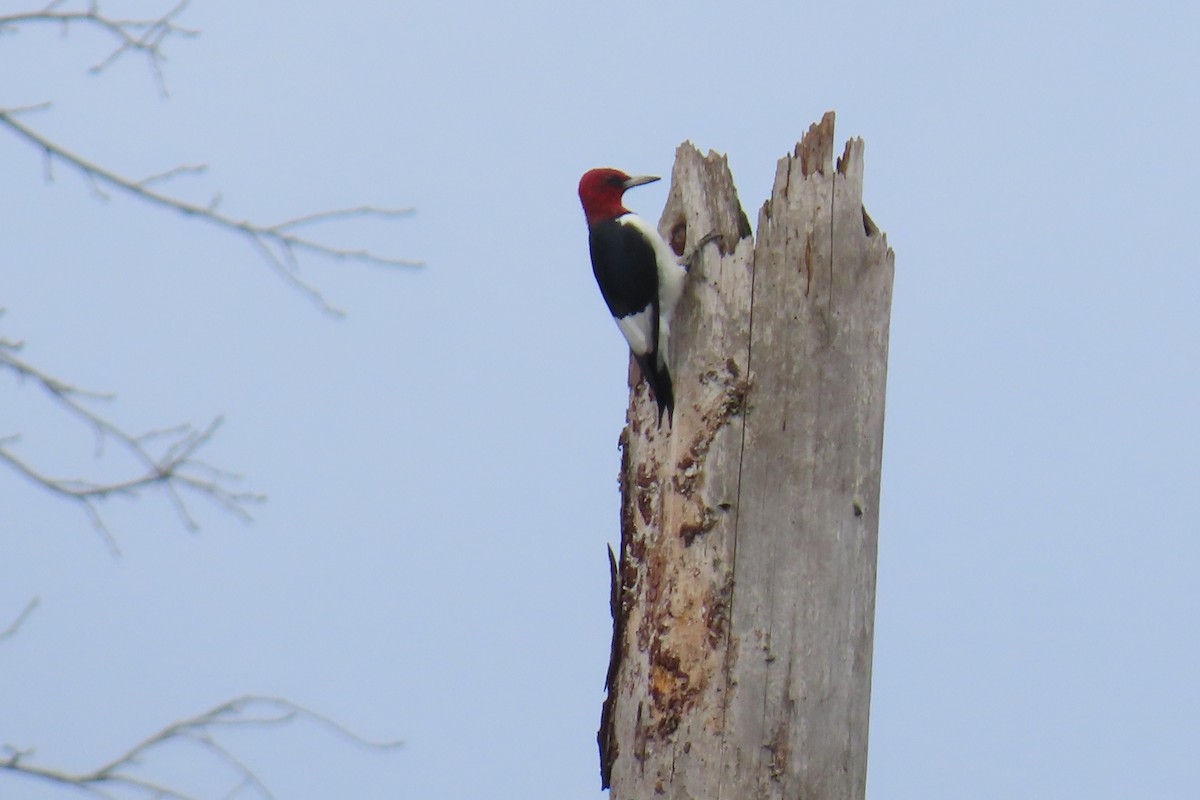 Red-headed Woodpecker - ML646221040