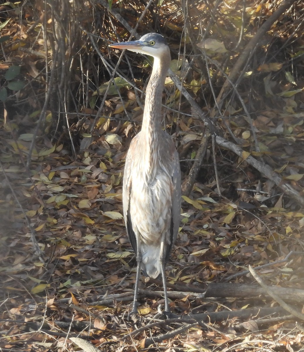 Great Blue Heron - ML646221057