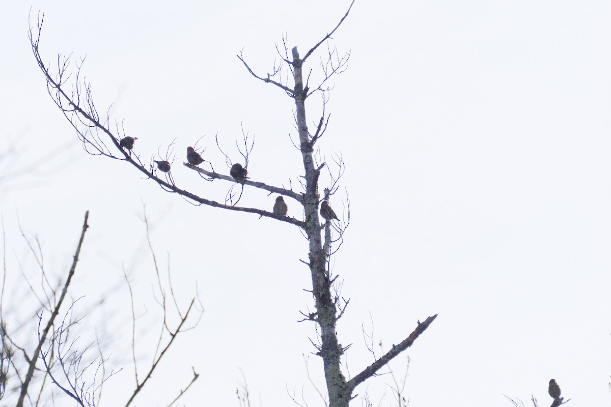 Red Crossbill - ML646221059