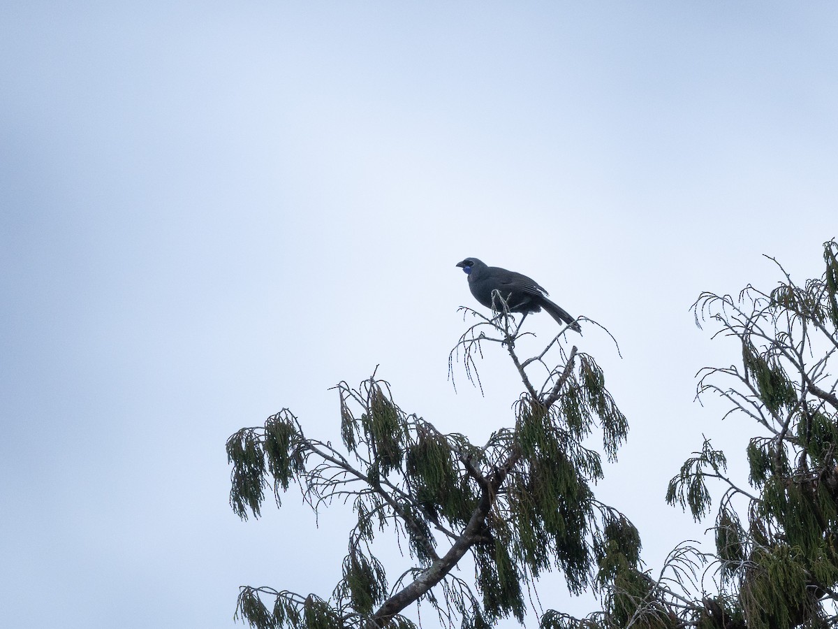 North Island Kokako - ML646221060