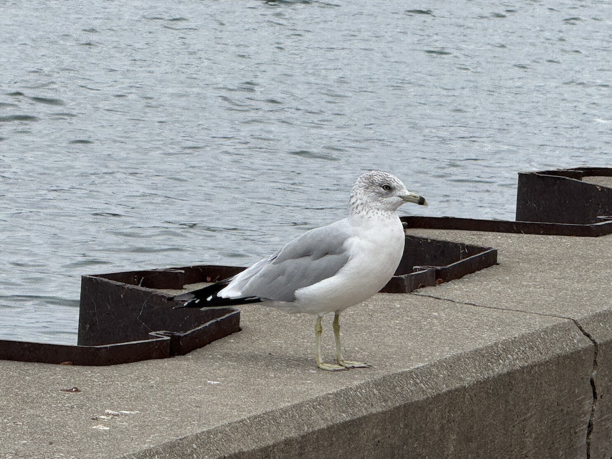 racek kroužkozobý - ML646221063