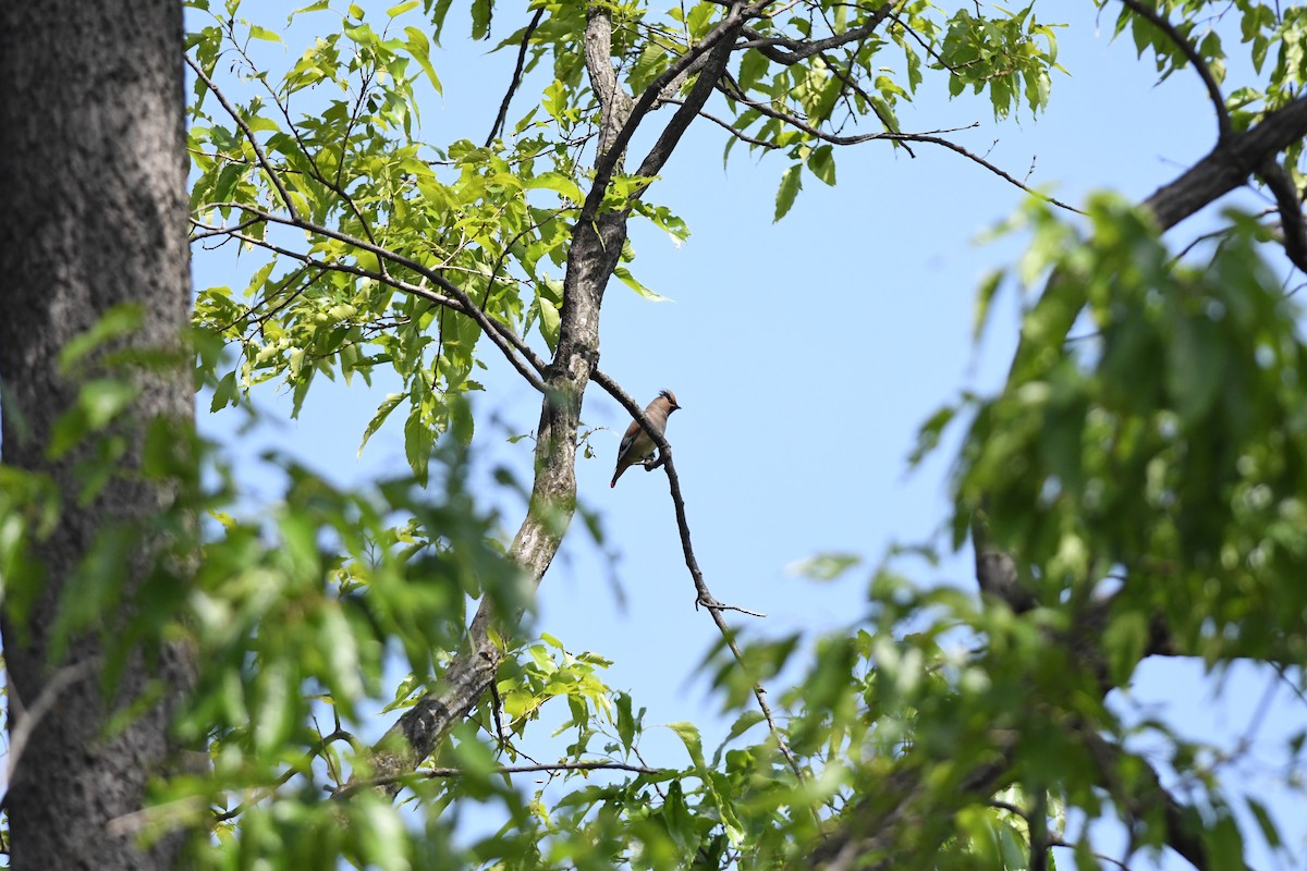 Омелюх східноазійський - ML646221064