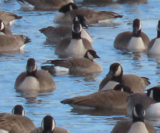 小加拿大雁 - ML646221066