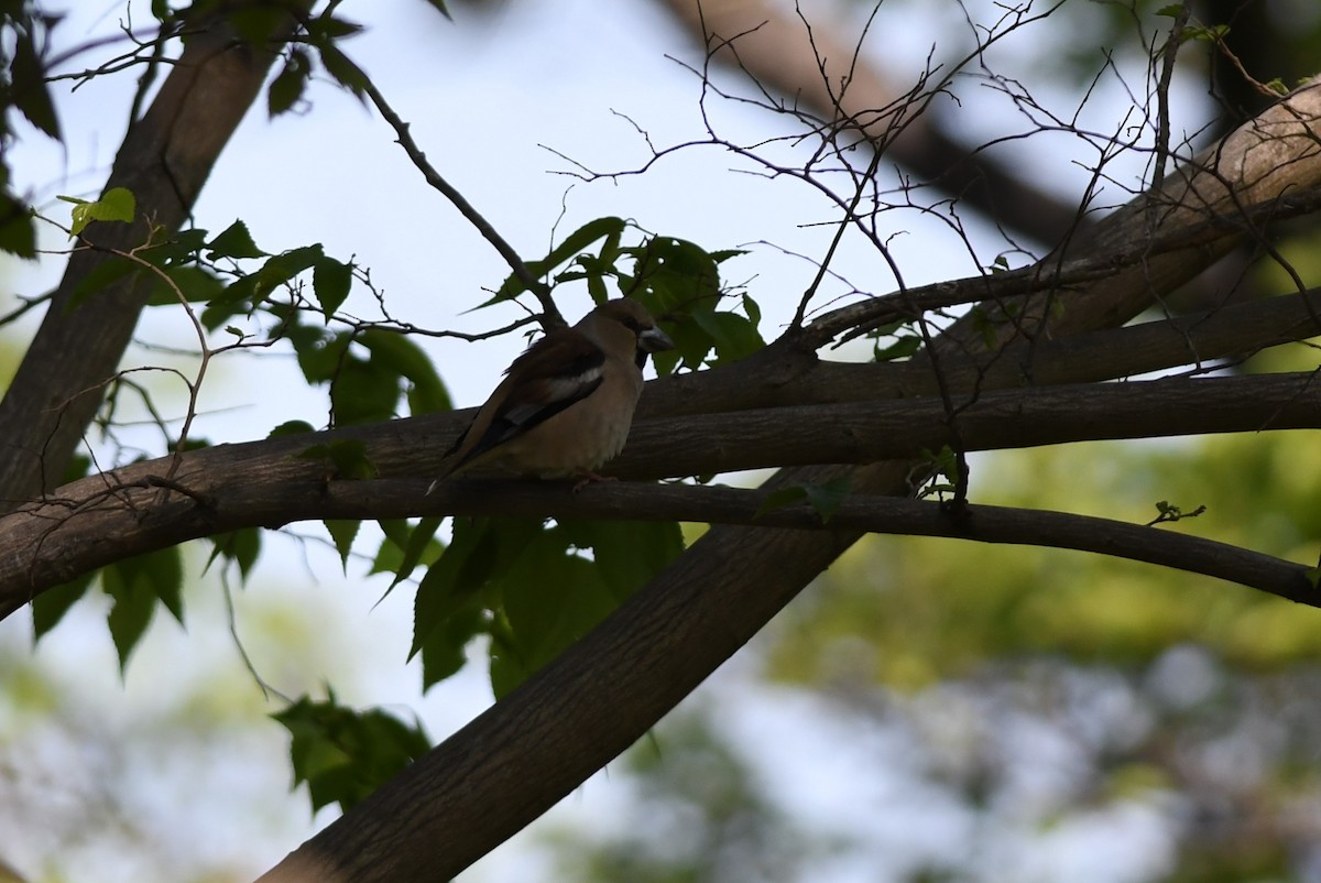 Костогриз - ML646221070