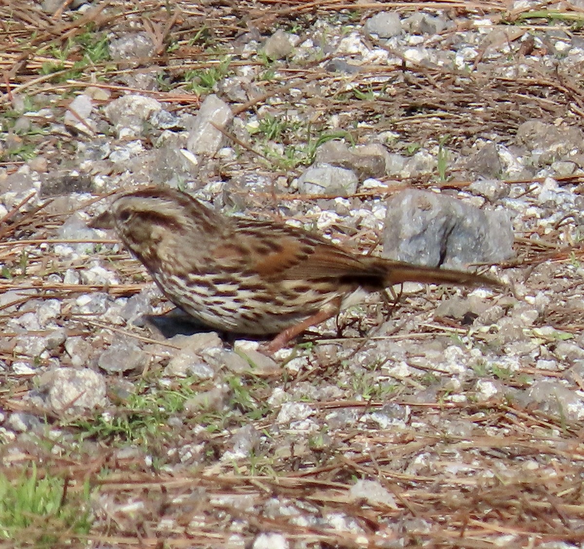 Song Sparrow - ML646221074