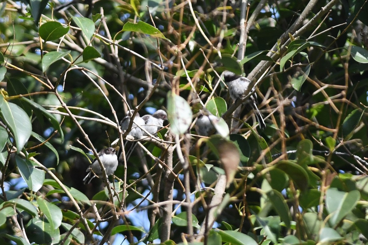 Синиця довгохвоста - ML646221075