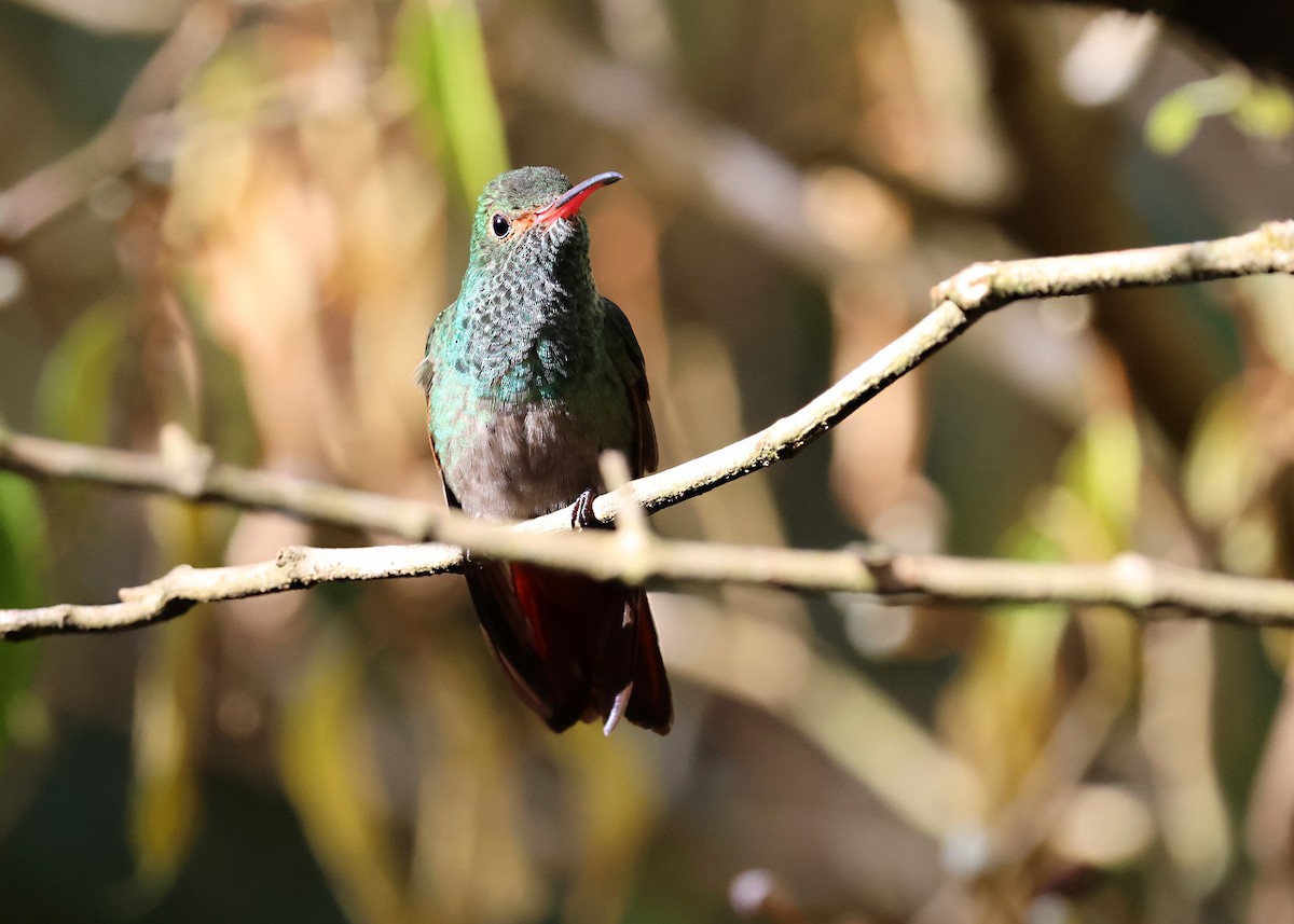 Rufous-tailed Hummingbird - ML646221076