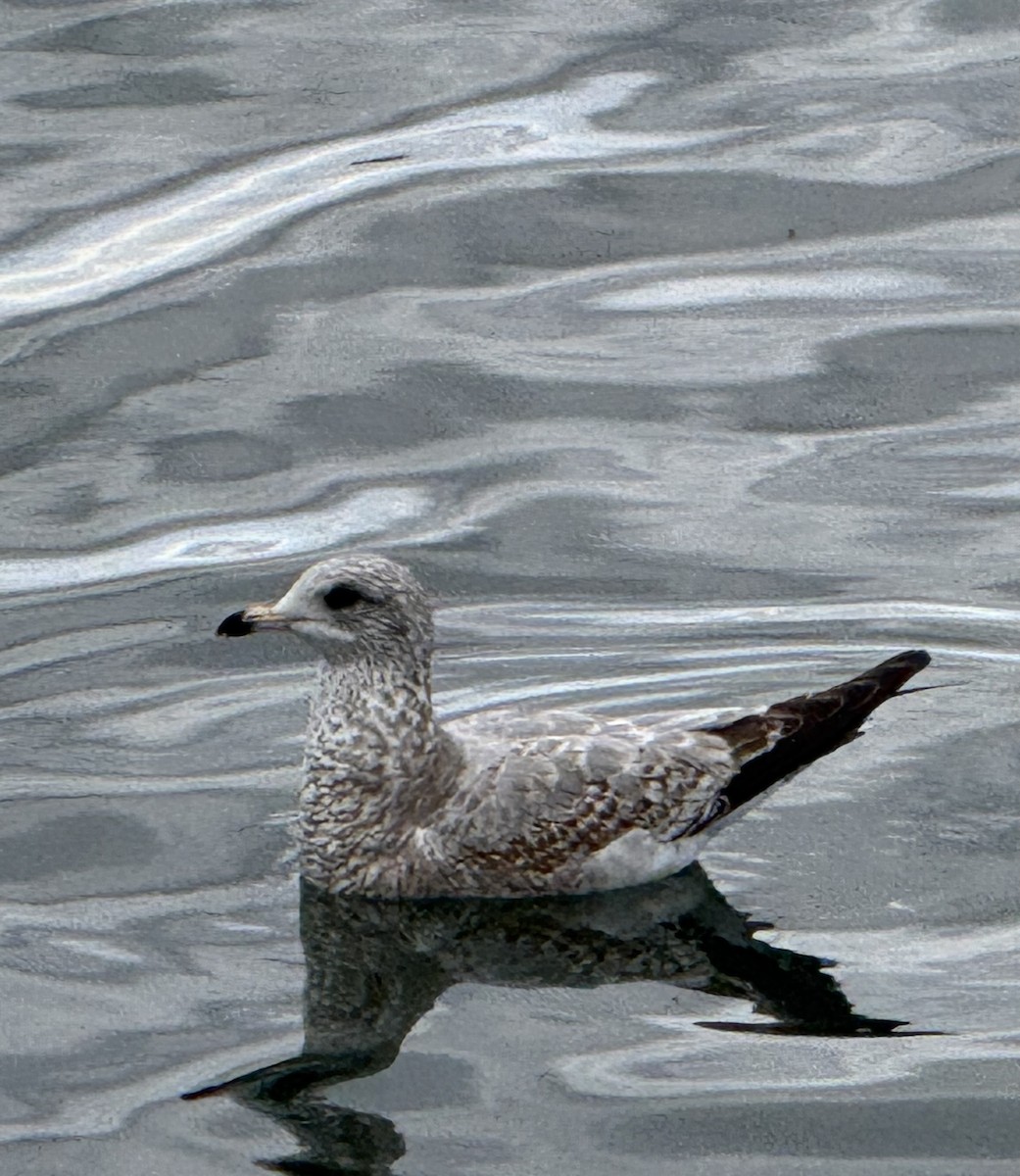 racek kroužkozobý - ML646221081