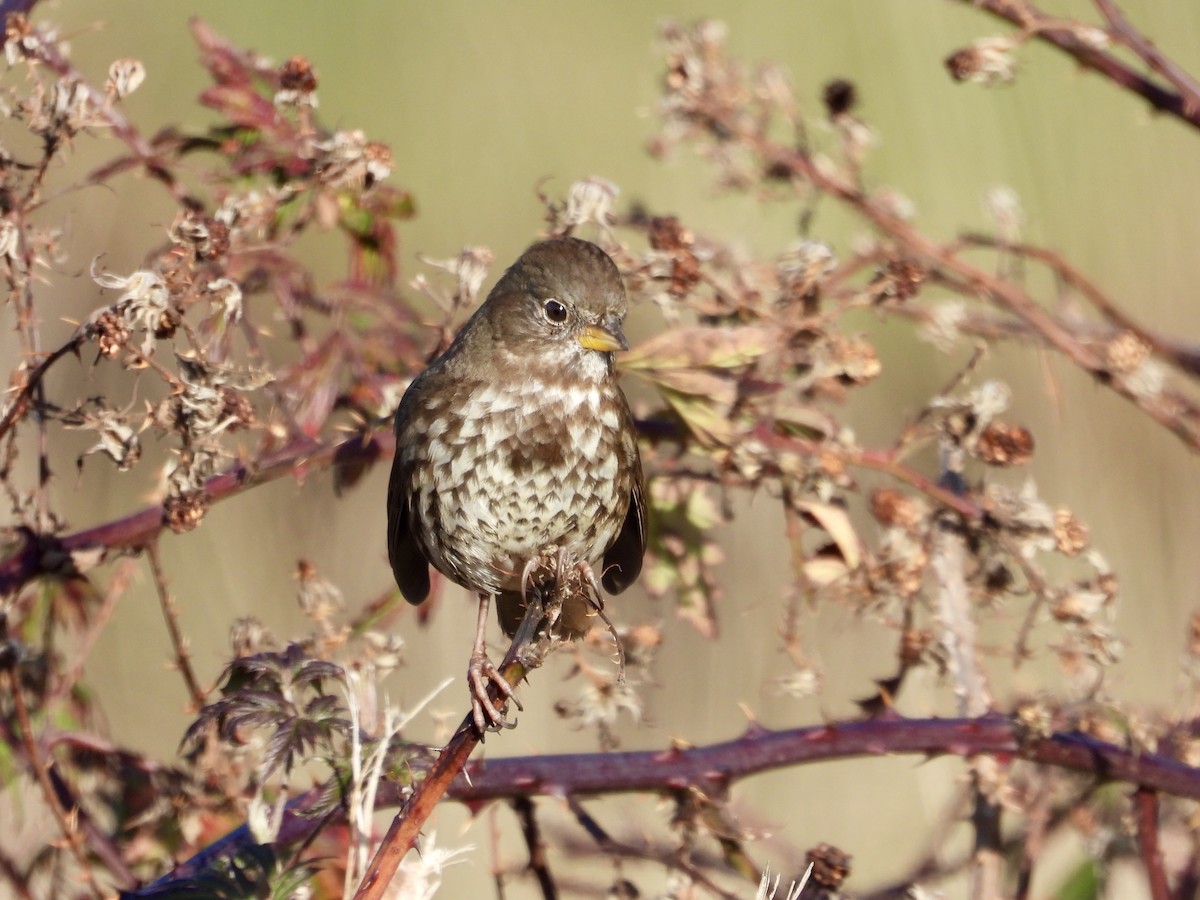 Fox Sparrow - ML646221082