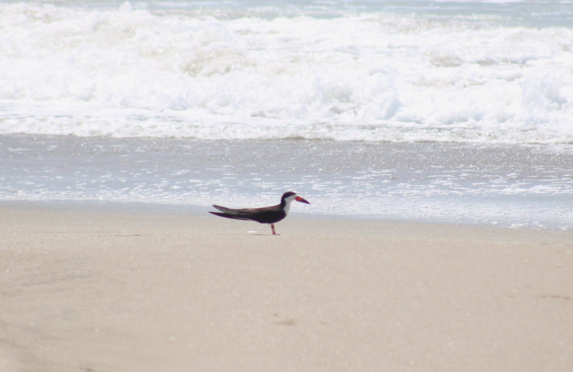 Black Skimmer - ML646221084