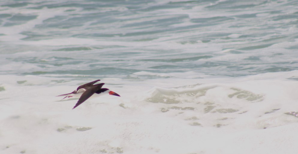 Black Skimmer - ML646221085