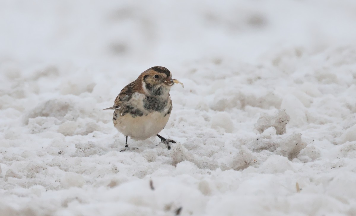 Lapland Longspur - ML646221091