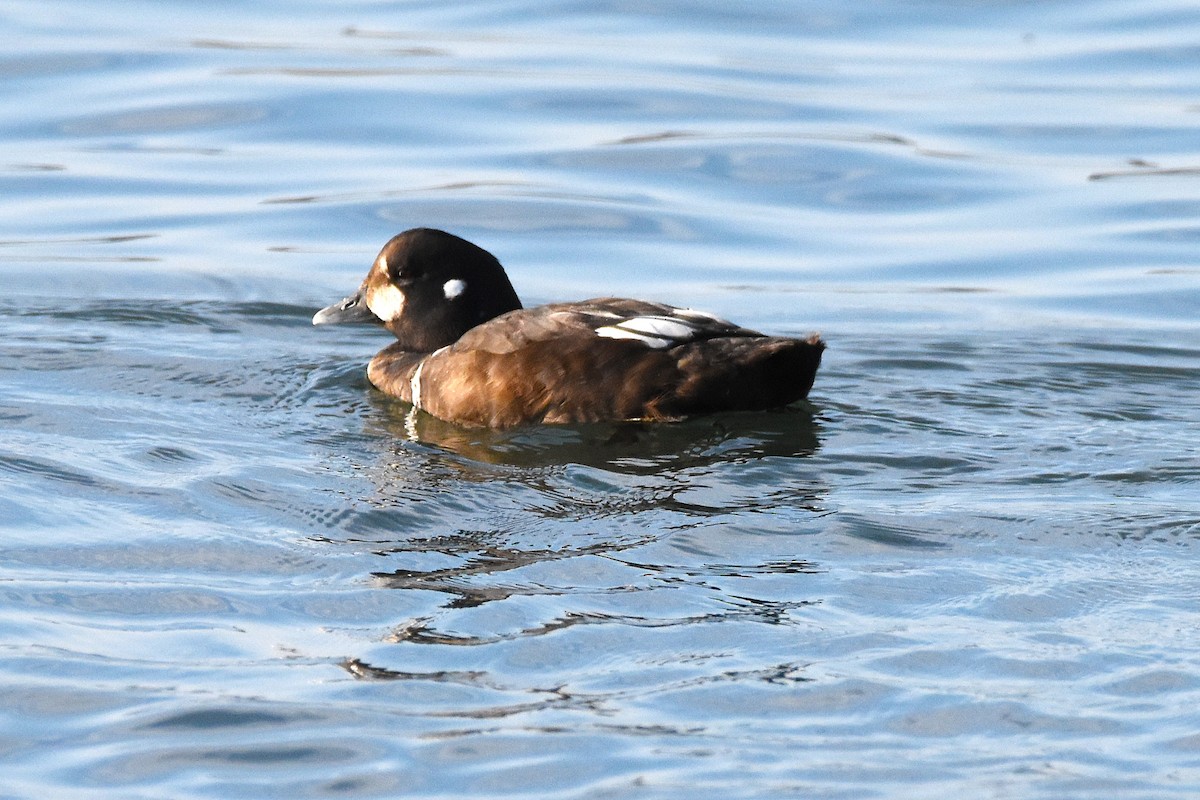 Ahate arlekina - ML646221093