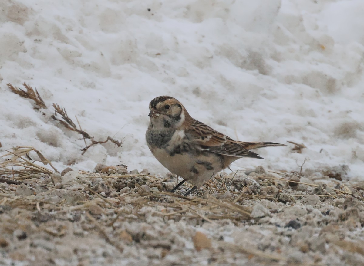 Lapland Longspur - ML646221094
