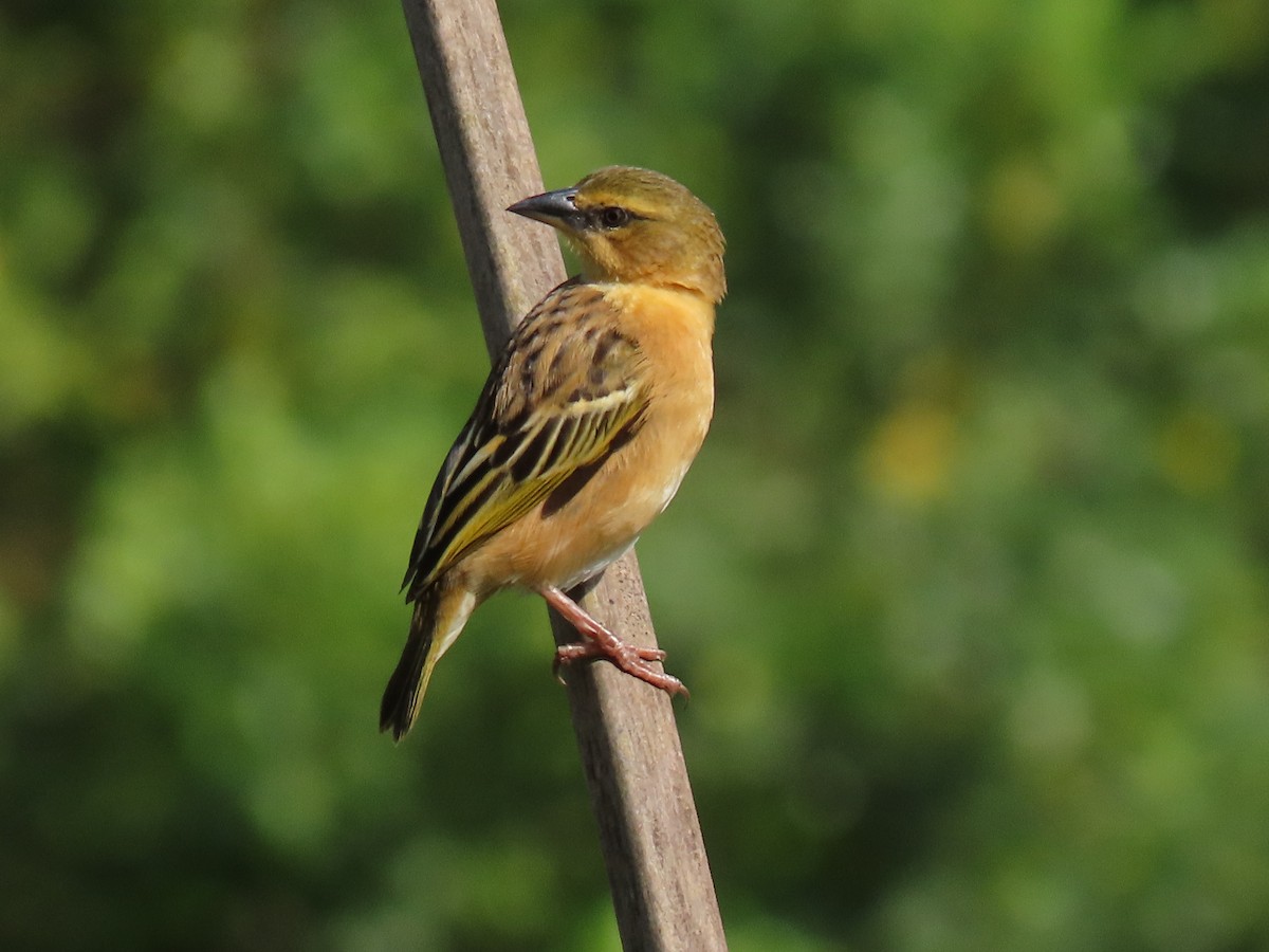 Black-headed Weaver - ML646221101