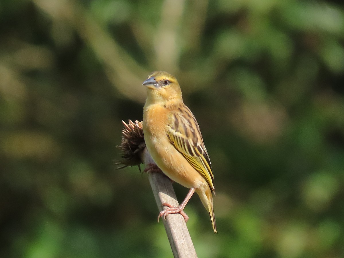 Black-headed Weaver - ML646221102