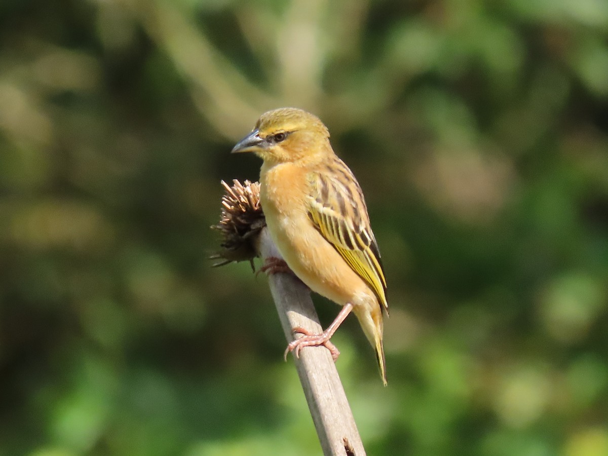 Black-headed Weaver - ML646221103