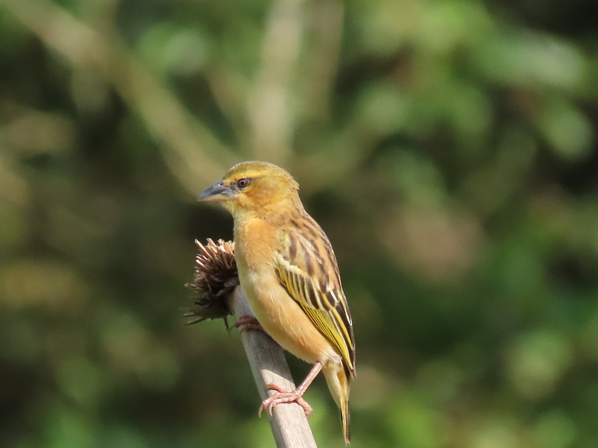 Black-headed Weaver - ML646221104