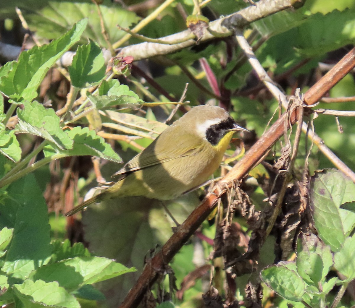 Common Yellowthroat - ML646221109