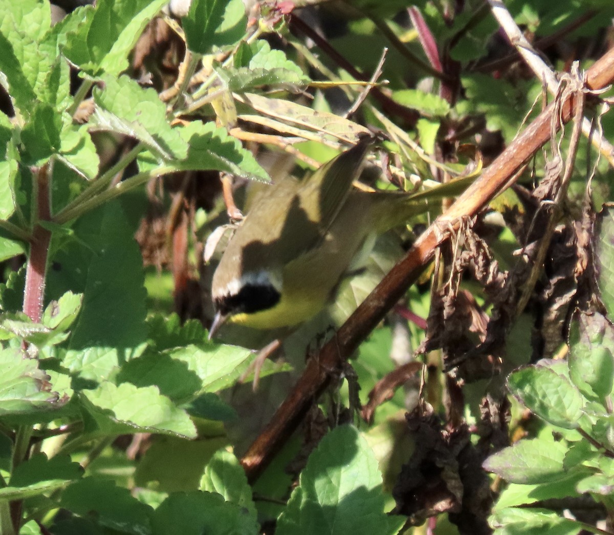 Common Yellowthroat - ML646221110