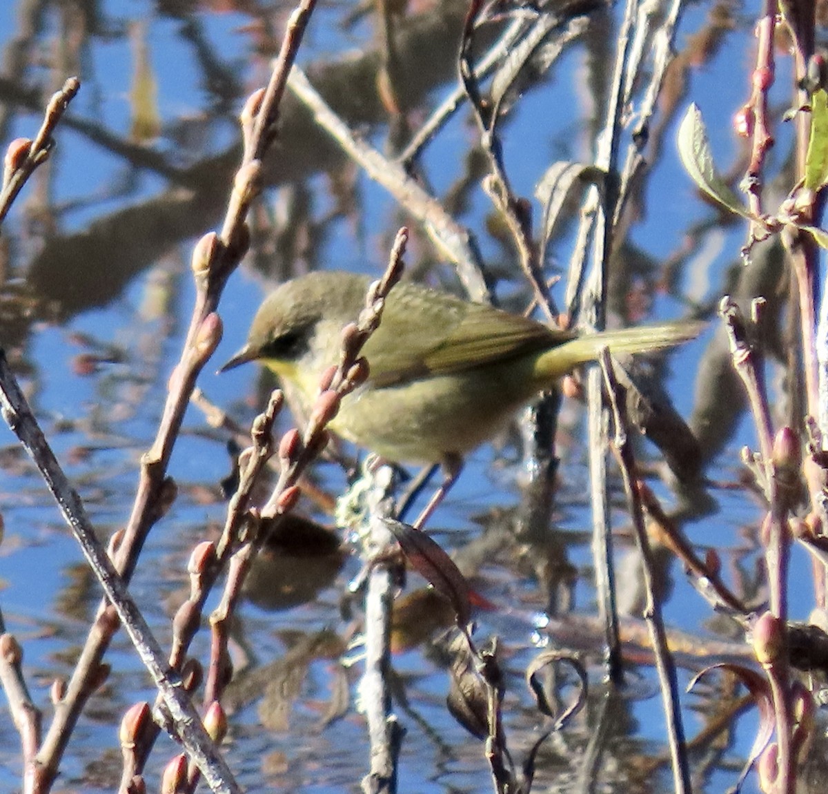 Common Yellowthroat - ML646221111