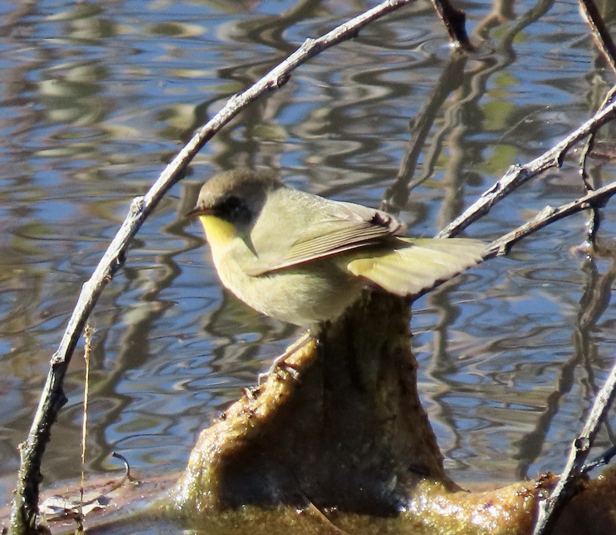 Common Yellowthroat - ML646221112