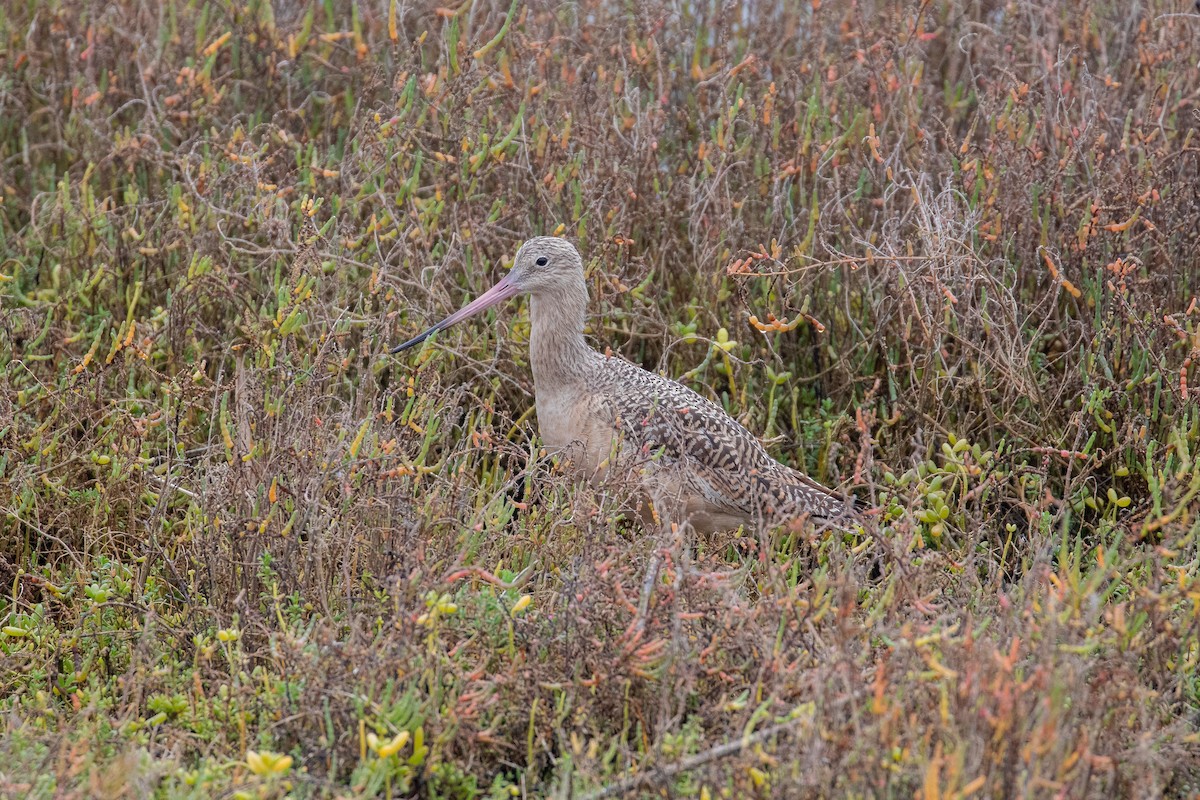 Marbled Godwit - ML646221116