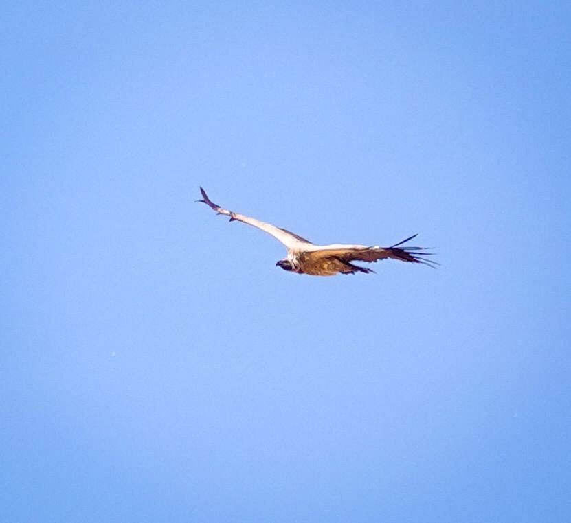 White-backed Vulture - ML646221126