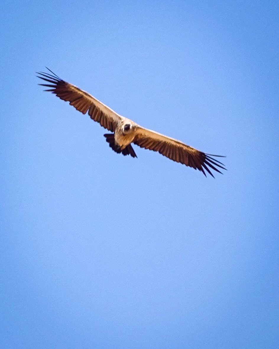 White-backed Vulture - ML646221127