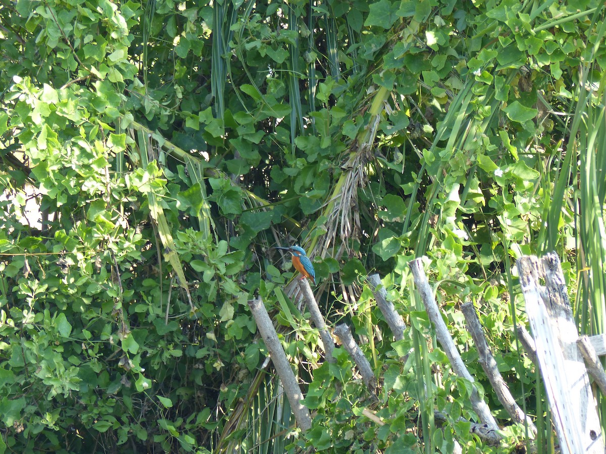 翠鳥 - ML646221131