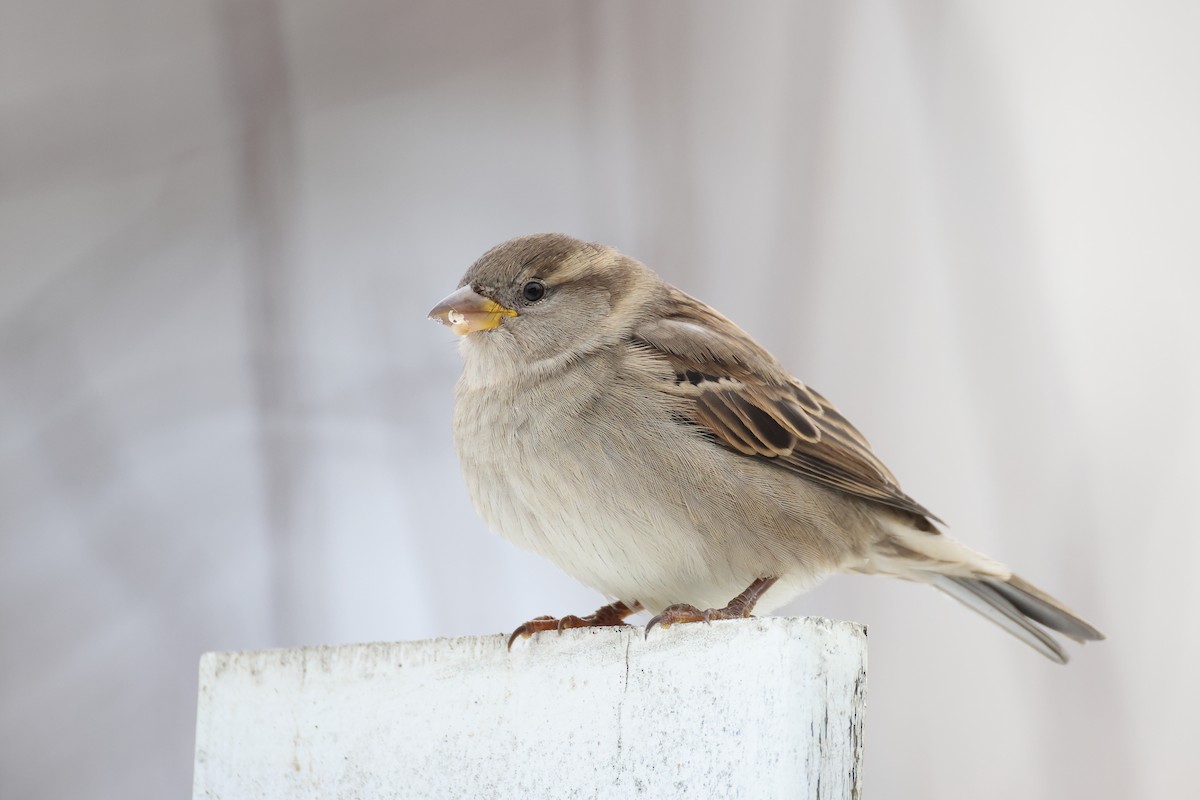 家麻雀 - ML646221132