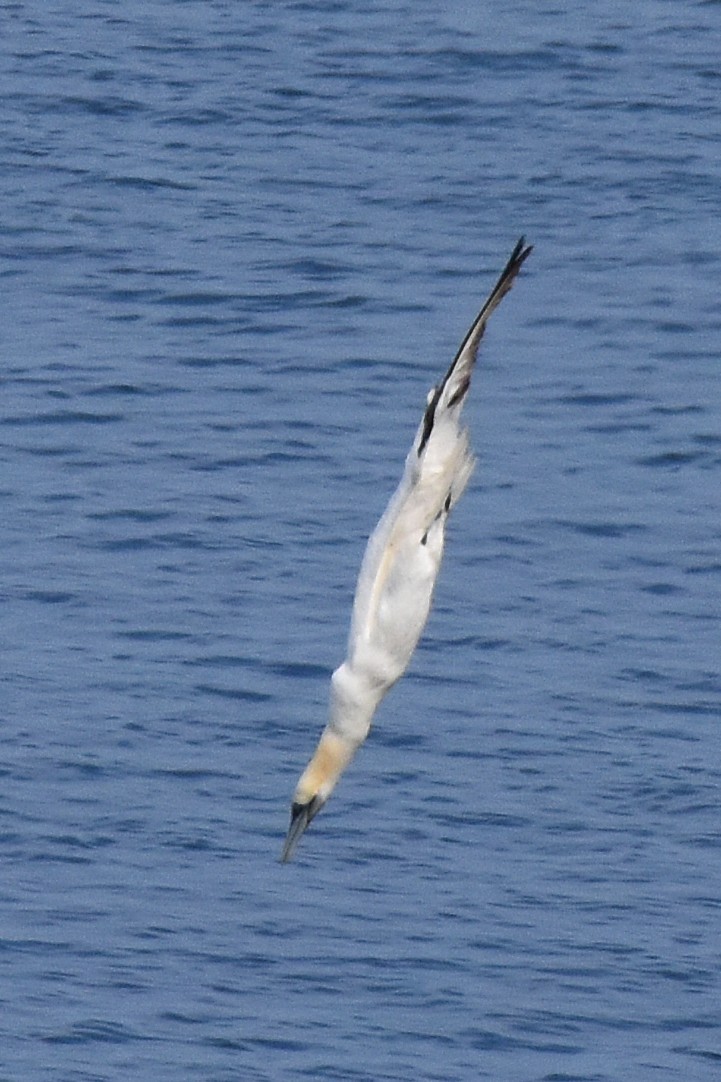Northern Gannet - ML646221133