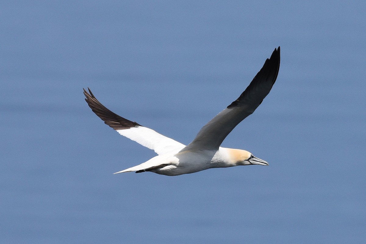 Northern Gannet - ML646221134